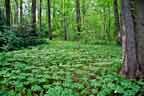 River of Mayapples